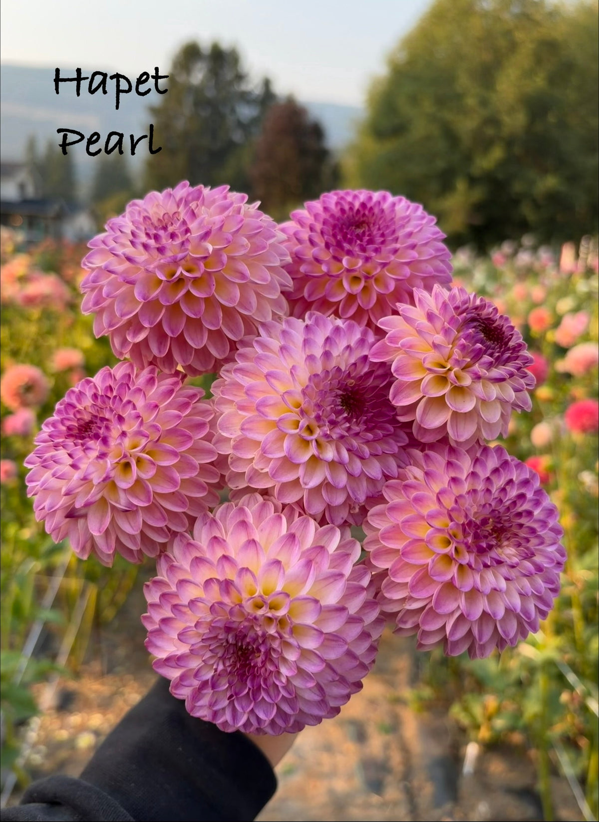Hapet Pearl