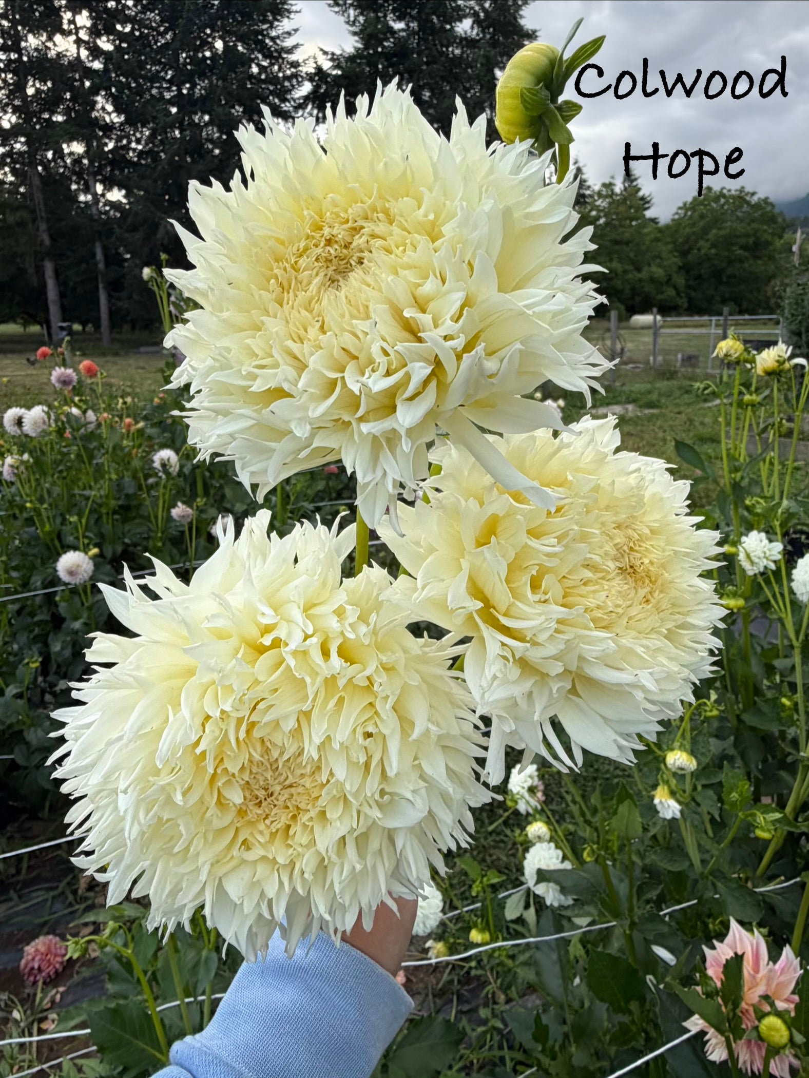 Colwood Hope