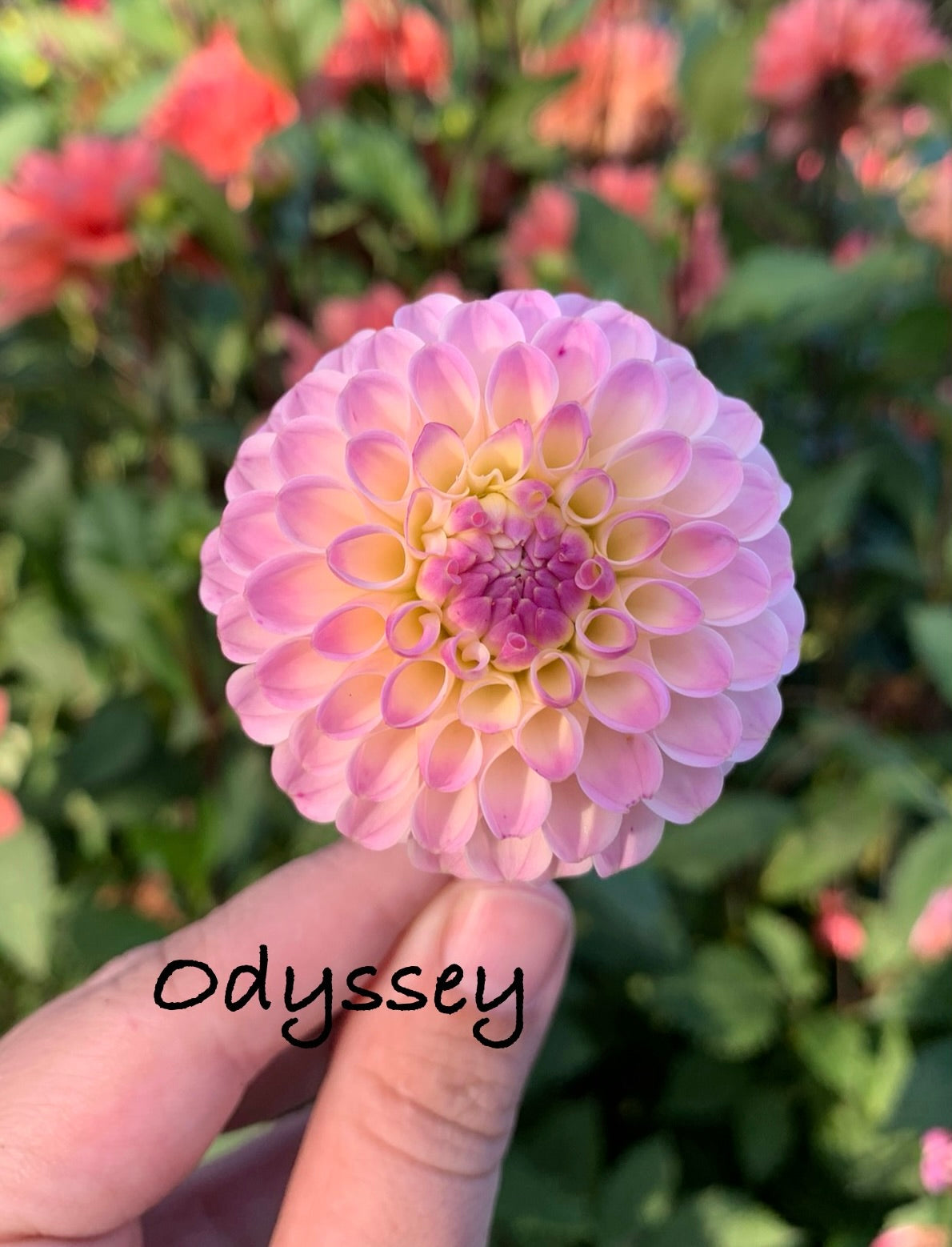 Odyssey