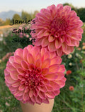 Jamie’s Sailors Sunset