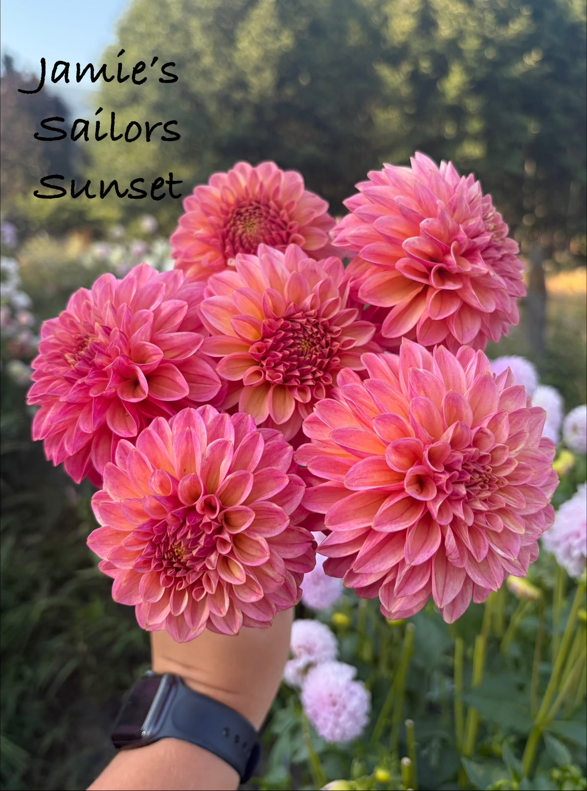 Jamie’s Sailors Sunset