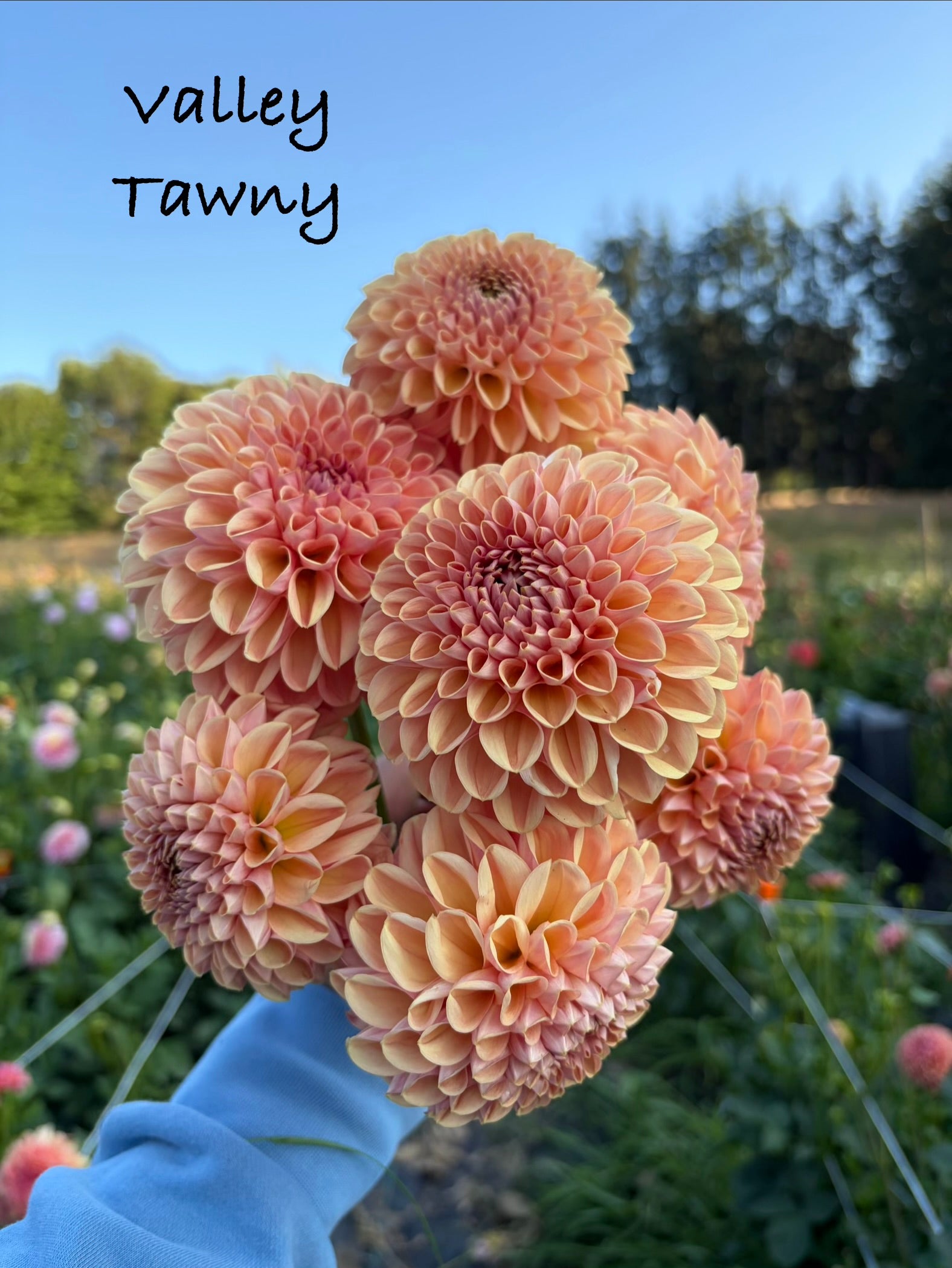 Valley Tawny