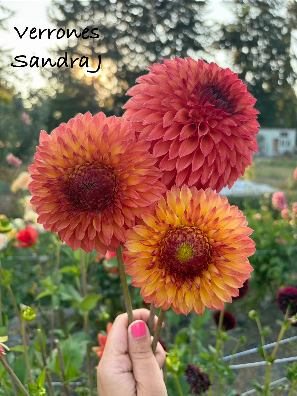 Verrone's Sandra J