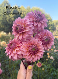 Finch’s Cornman