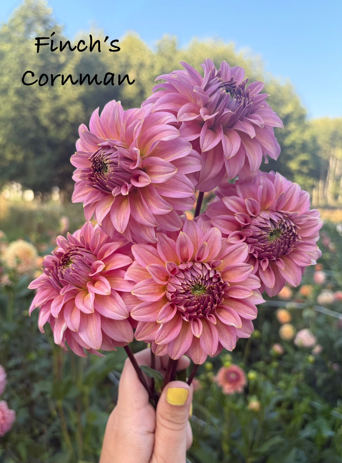 Finch’s Cornman