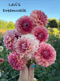 Levi’s Dreamwalk