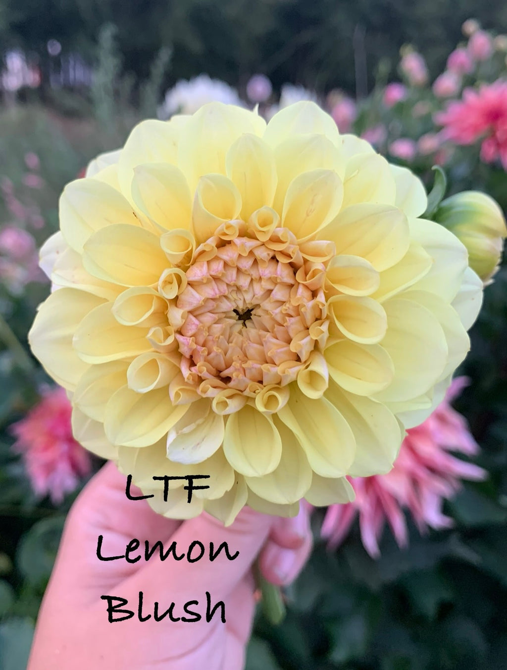 LTF Lemon Blush