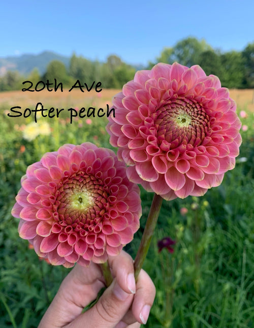 20th ave Softer Peach