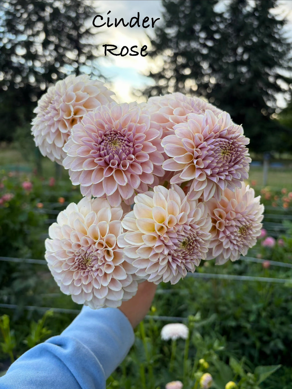 Cinder Rose