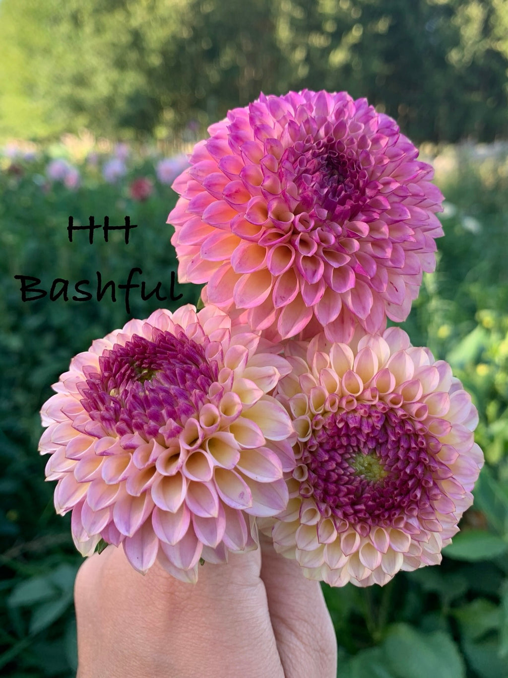 Hollyhill Bashful