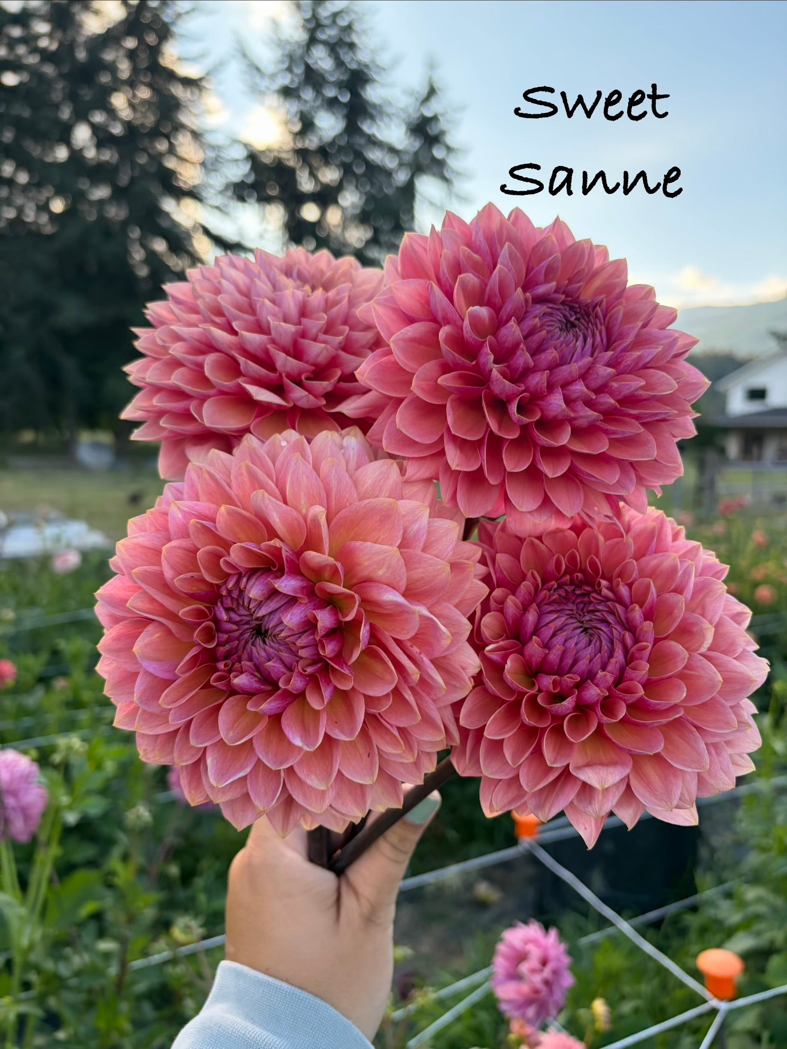 Sweet Sanne