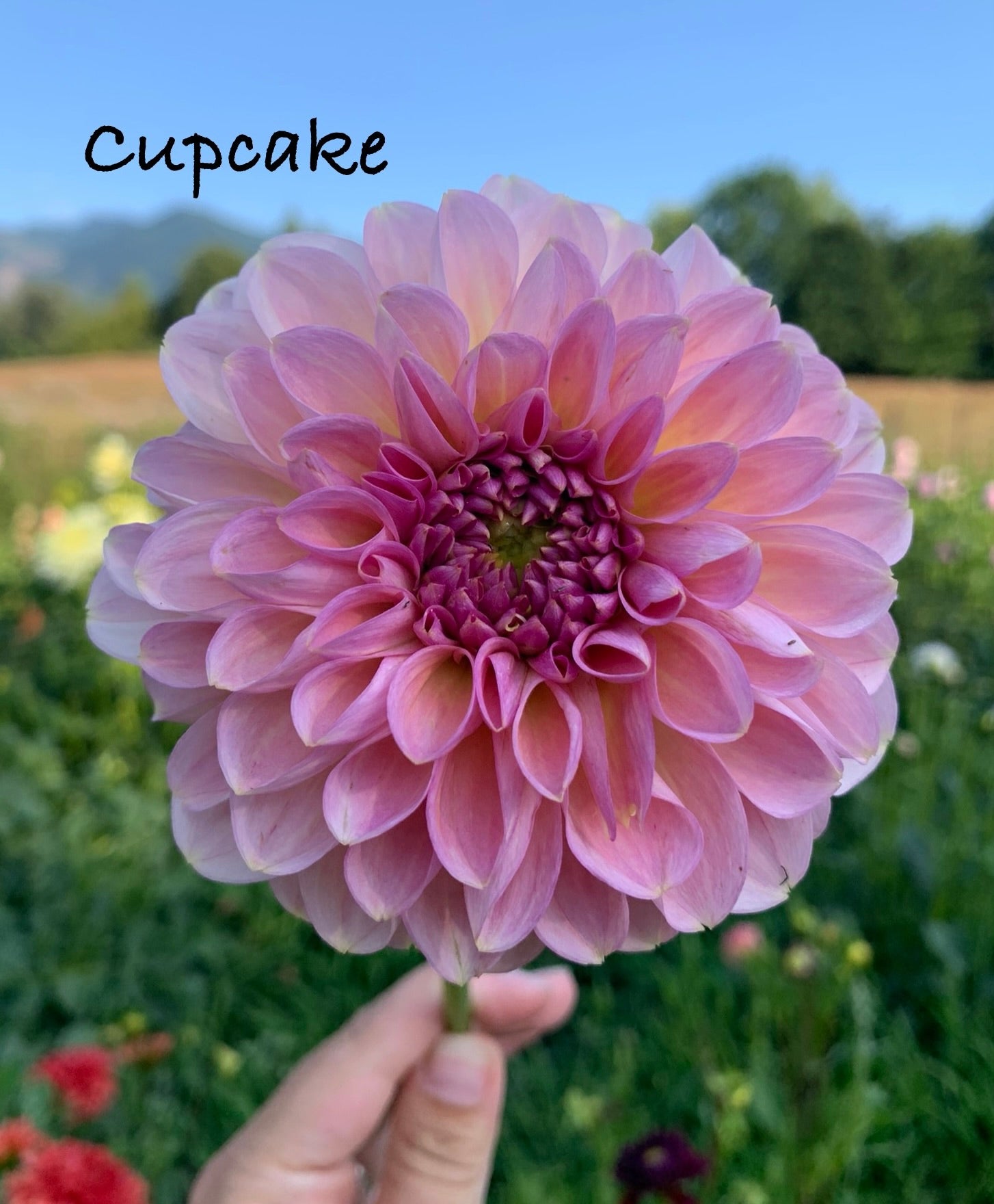 Cupcake