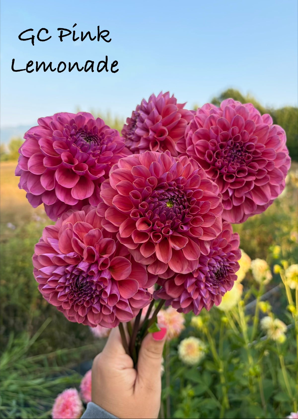 GC Pink Lemonade