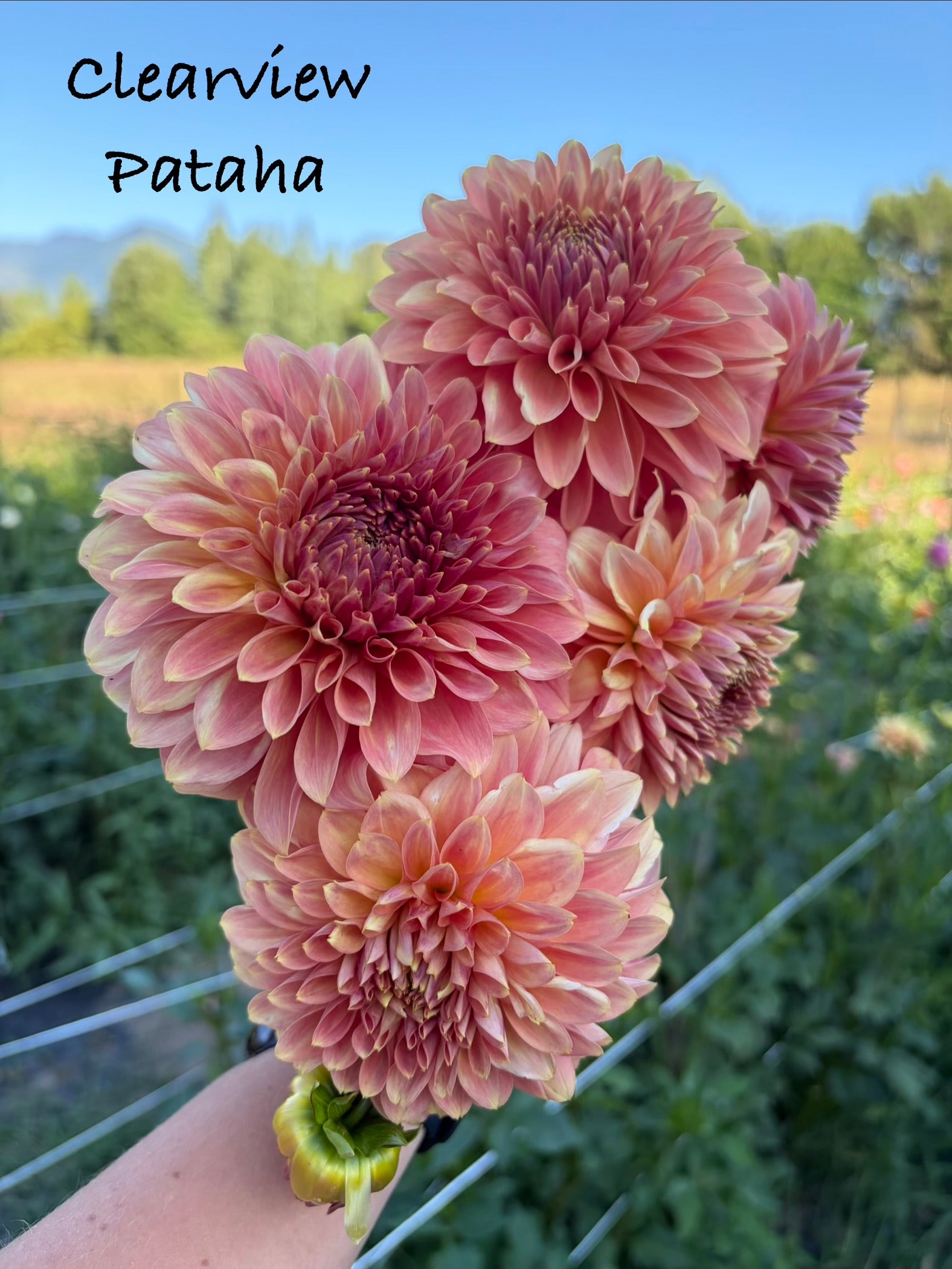 Clearview Pataha