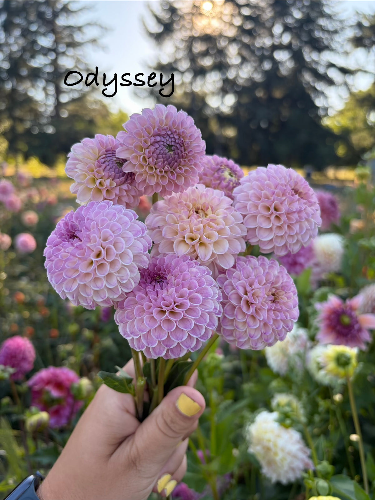 Odyssey