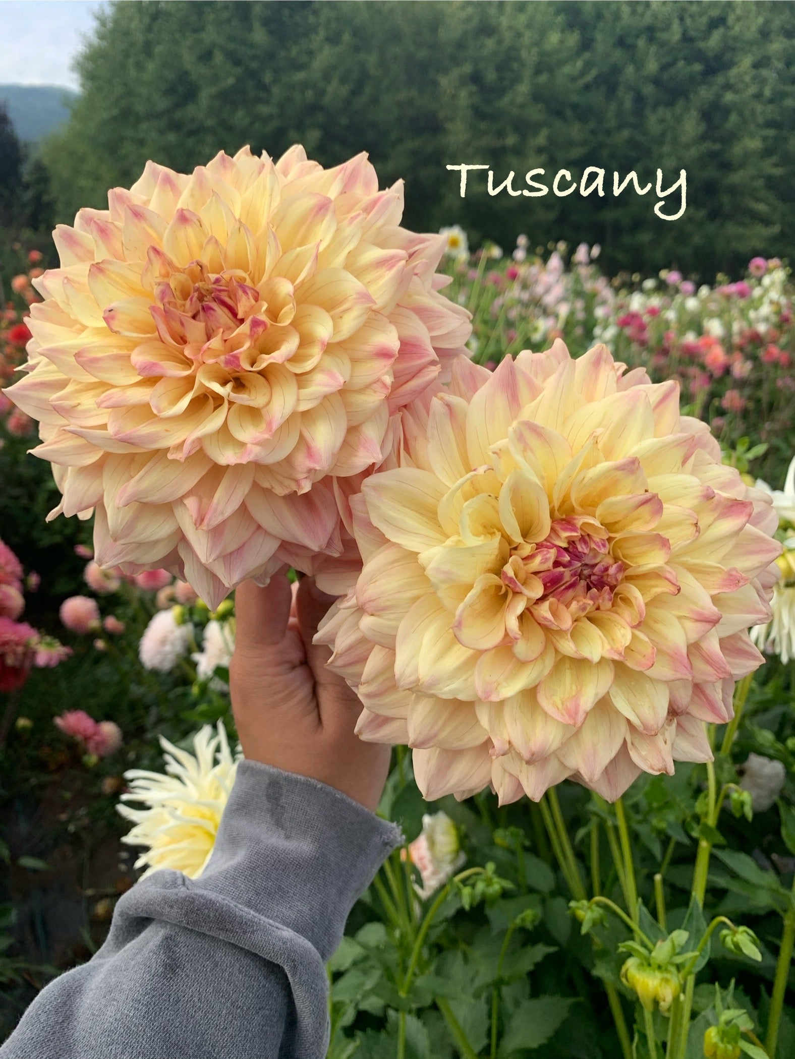 Tuscany