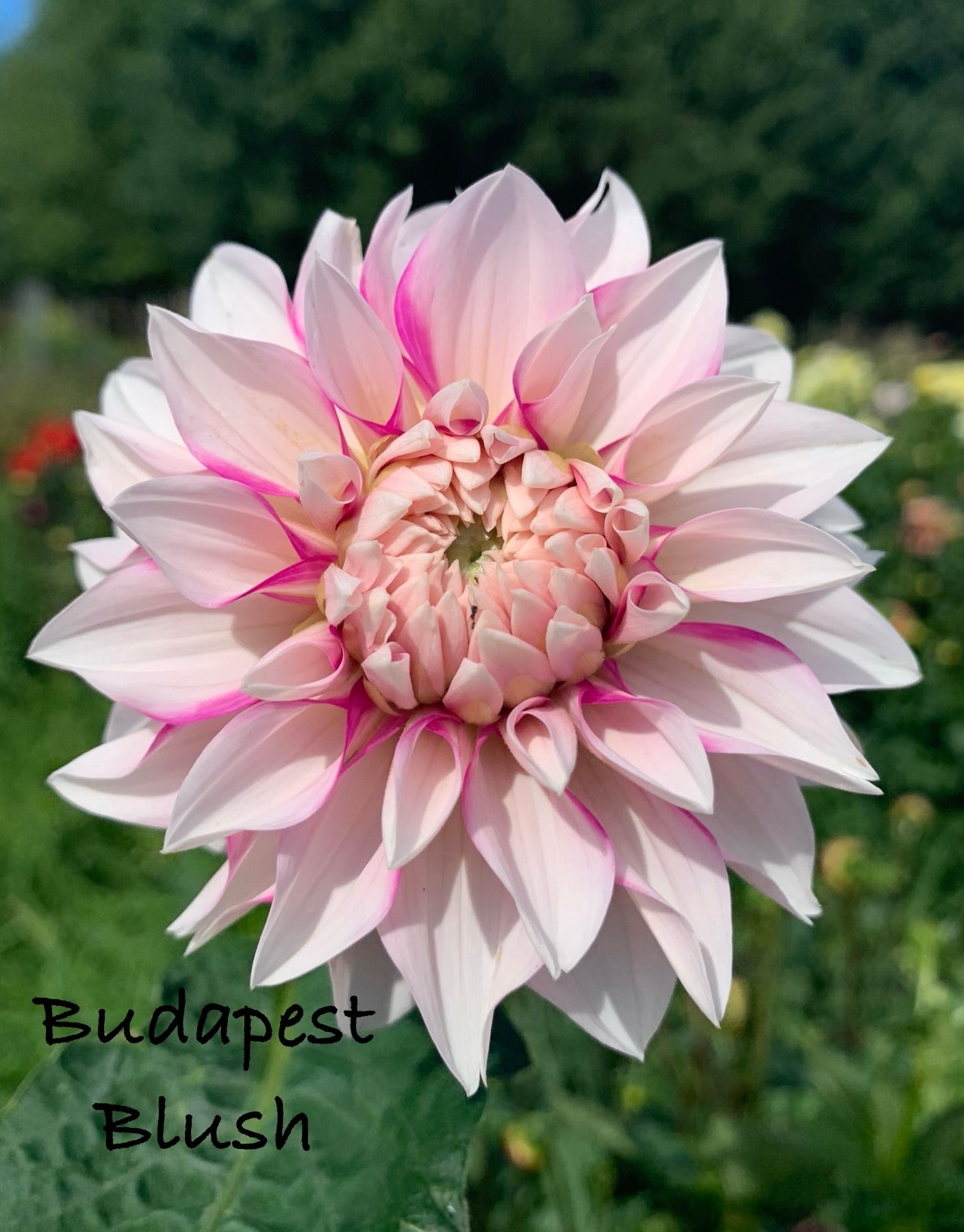 Budapest Blush