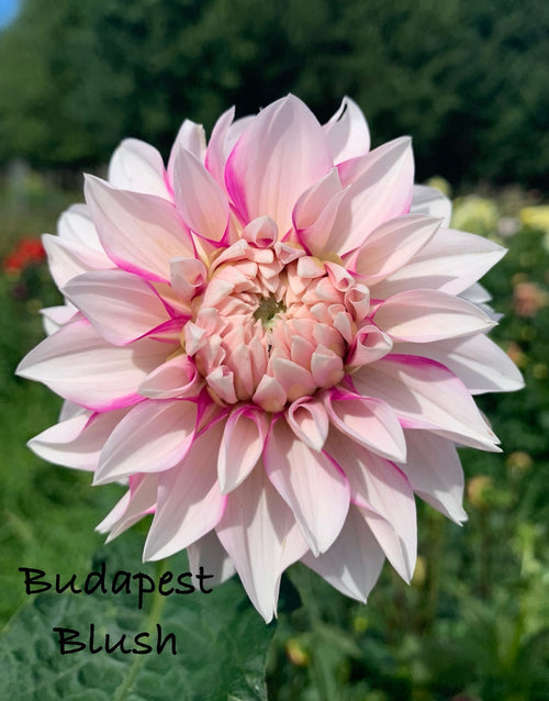 Budapest Blush