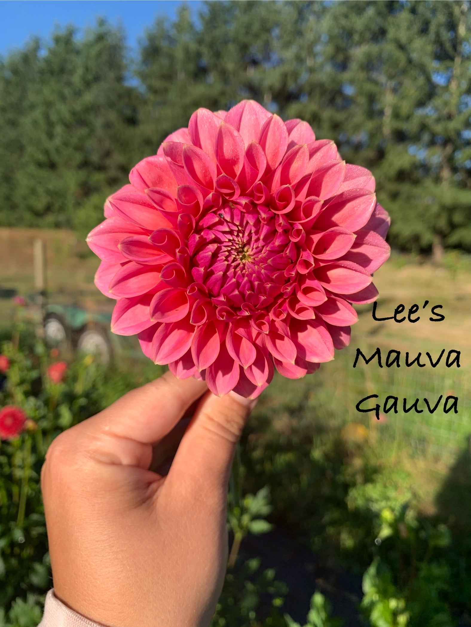 Lee's Mauva Guava