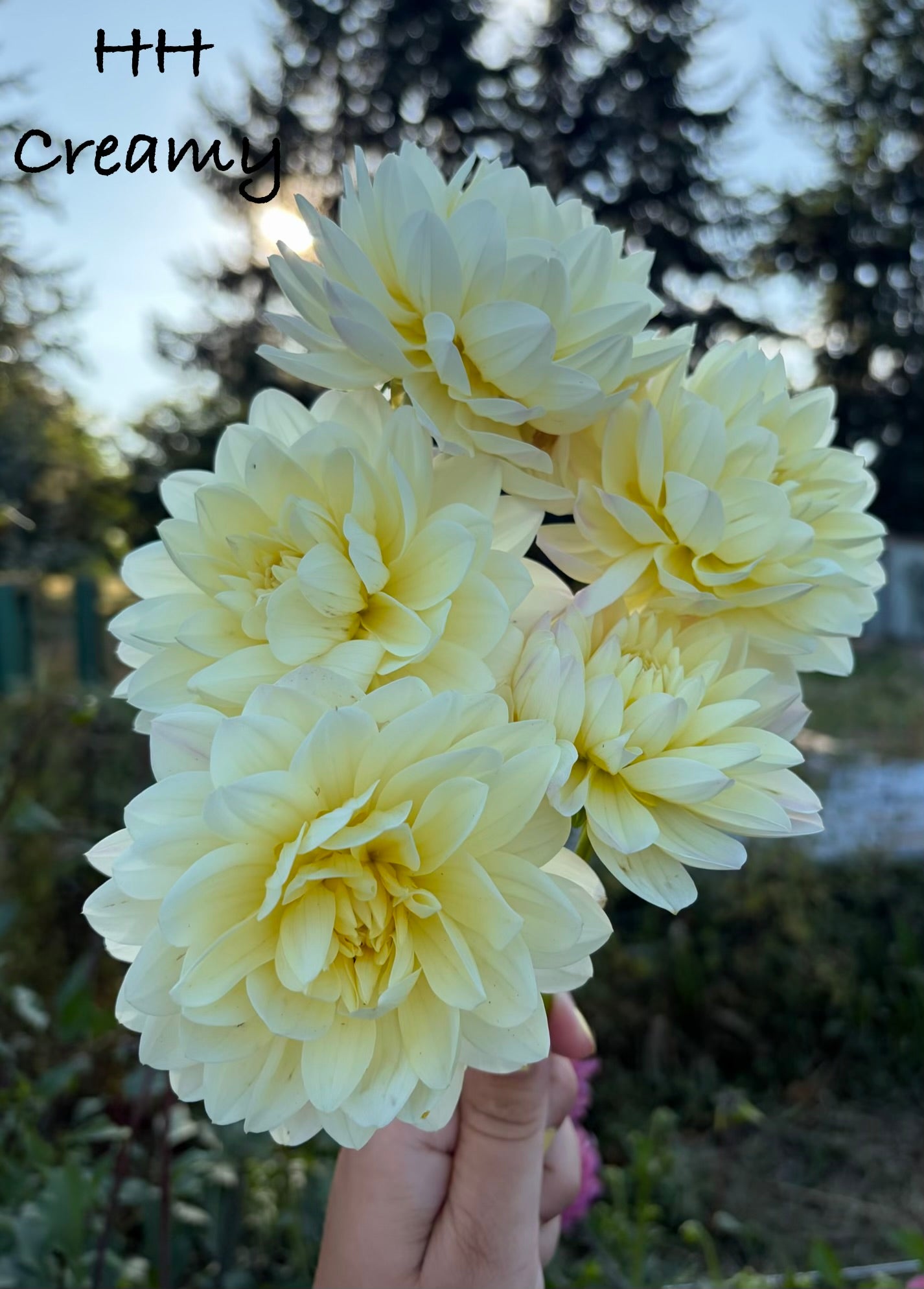 Hollyhill Creamy