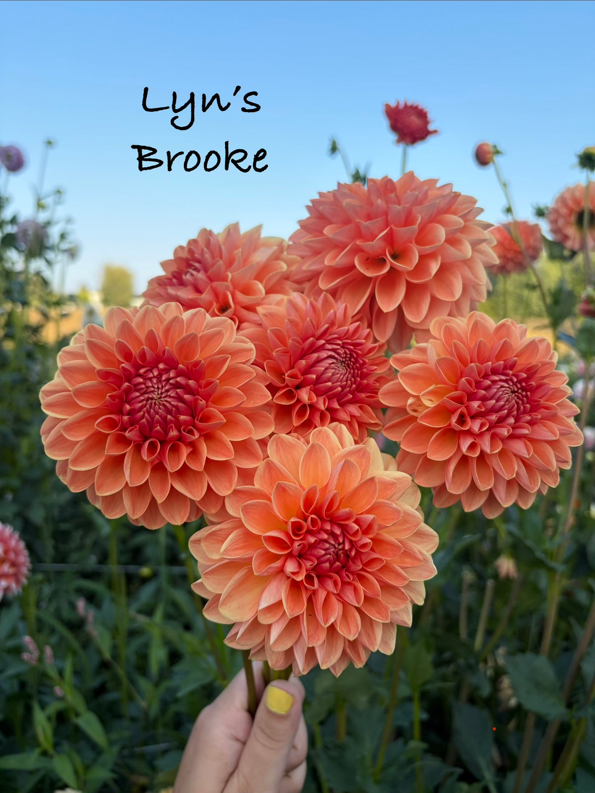 Lyn's Brooke