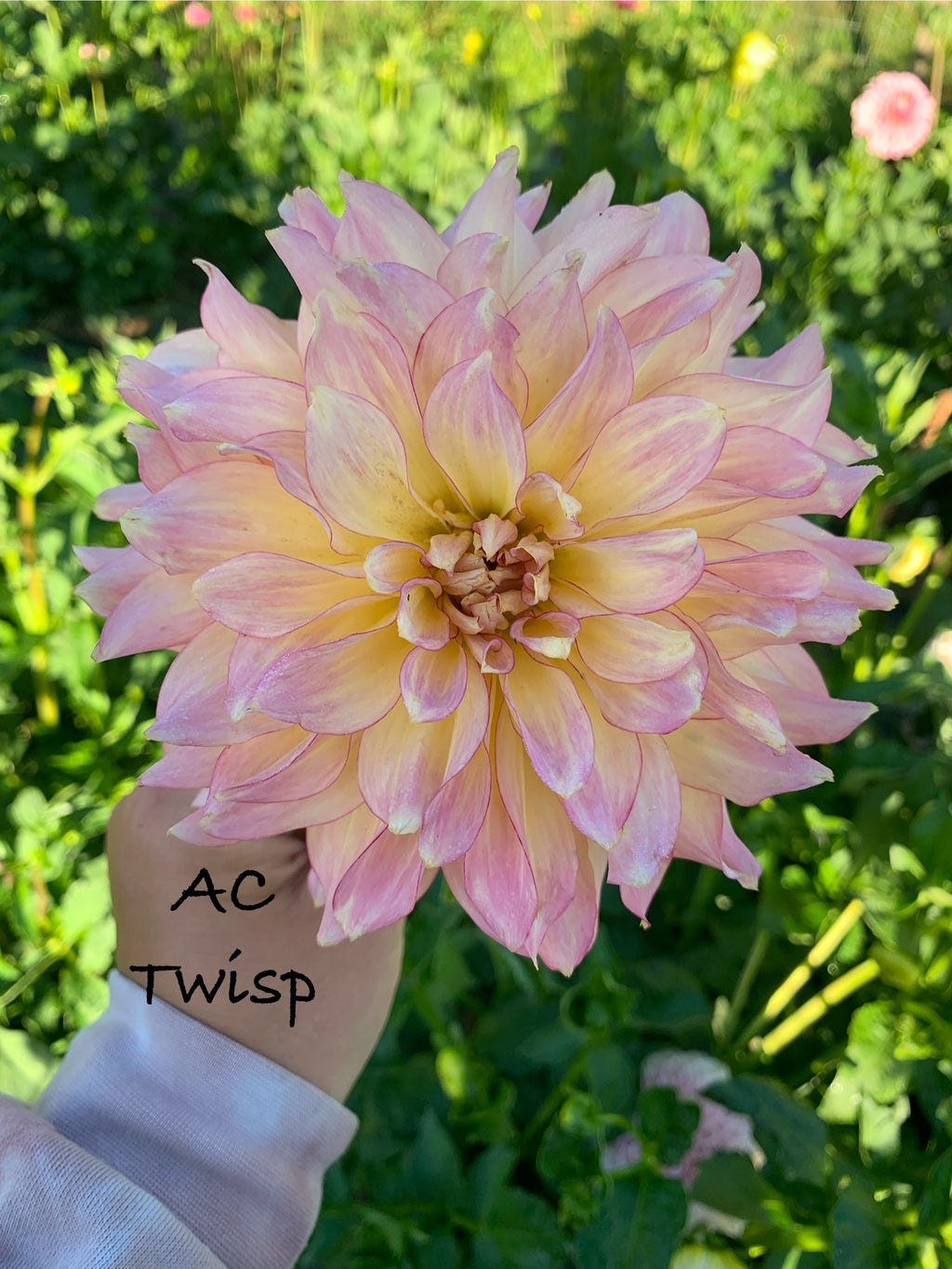AC Twisp