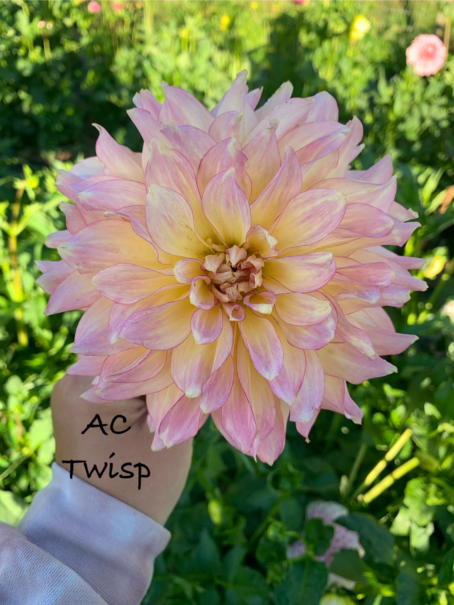 AC Twisp