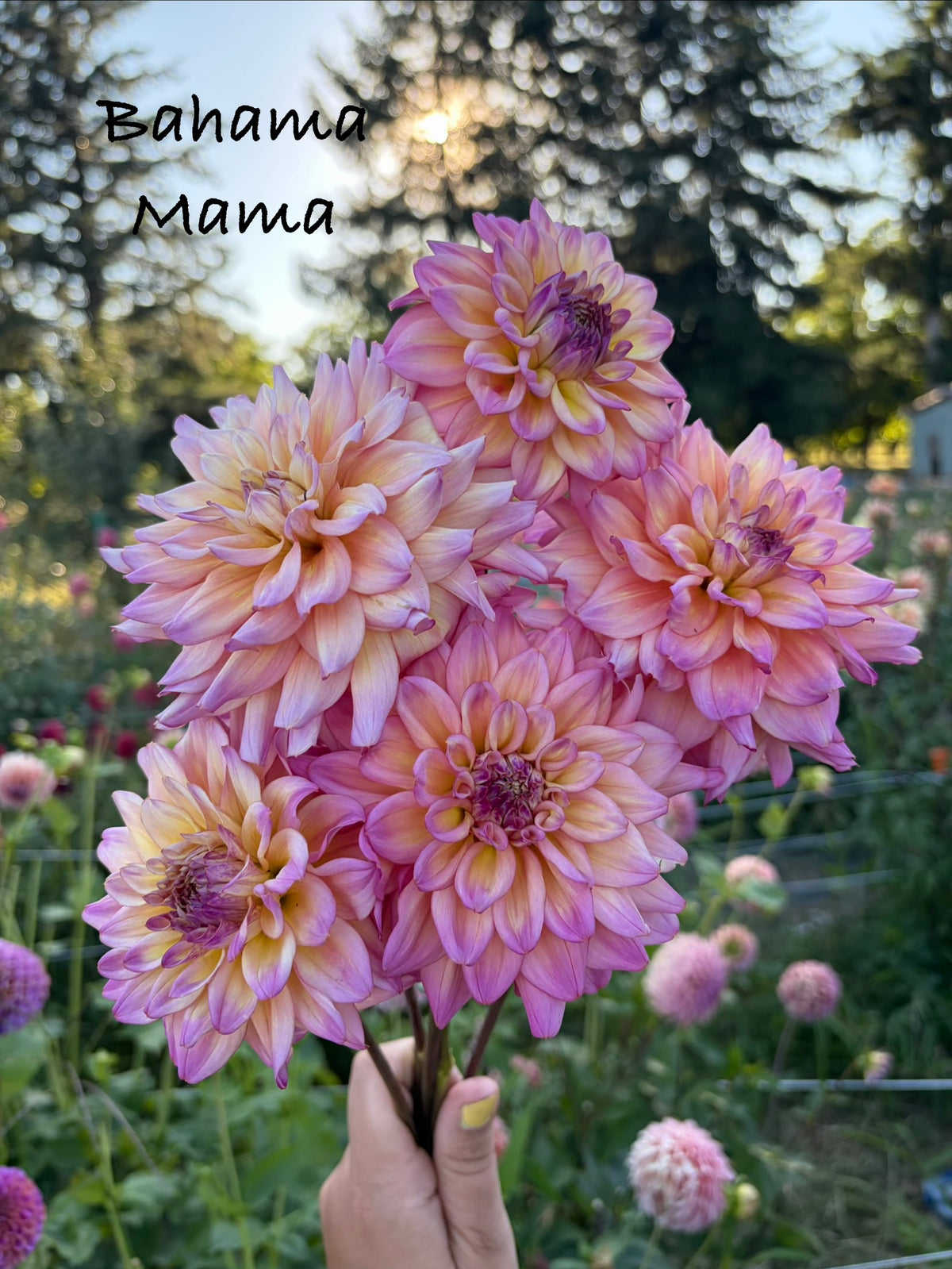 Bahama Mama