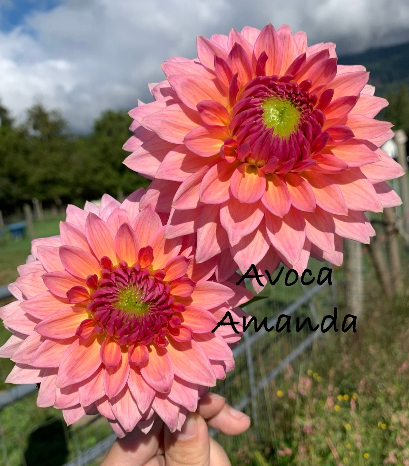 Avoca Amanda