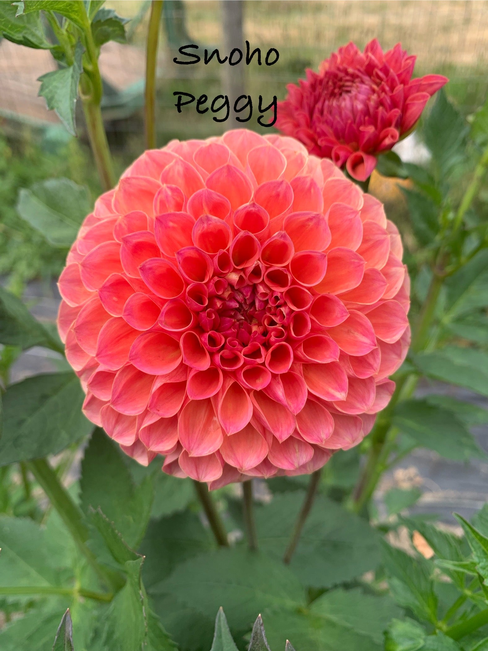 Snoho Peggy