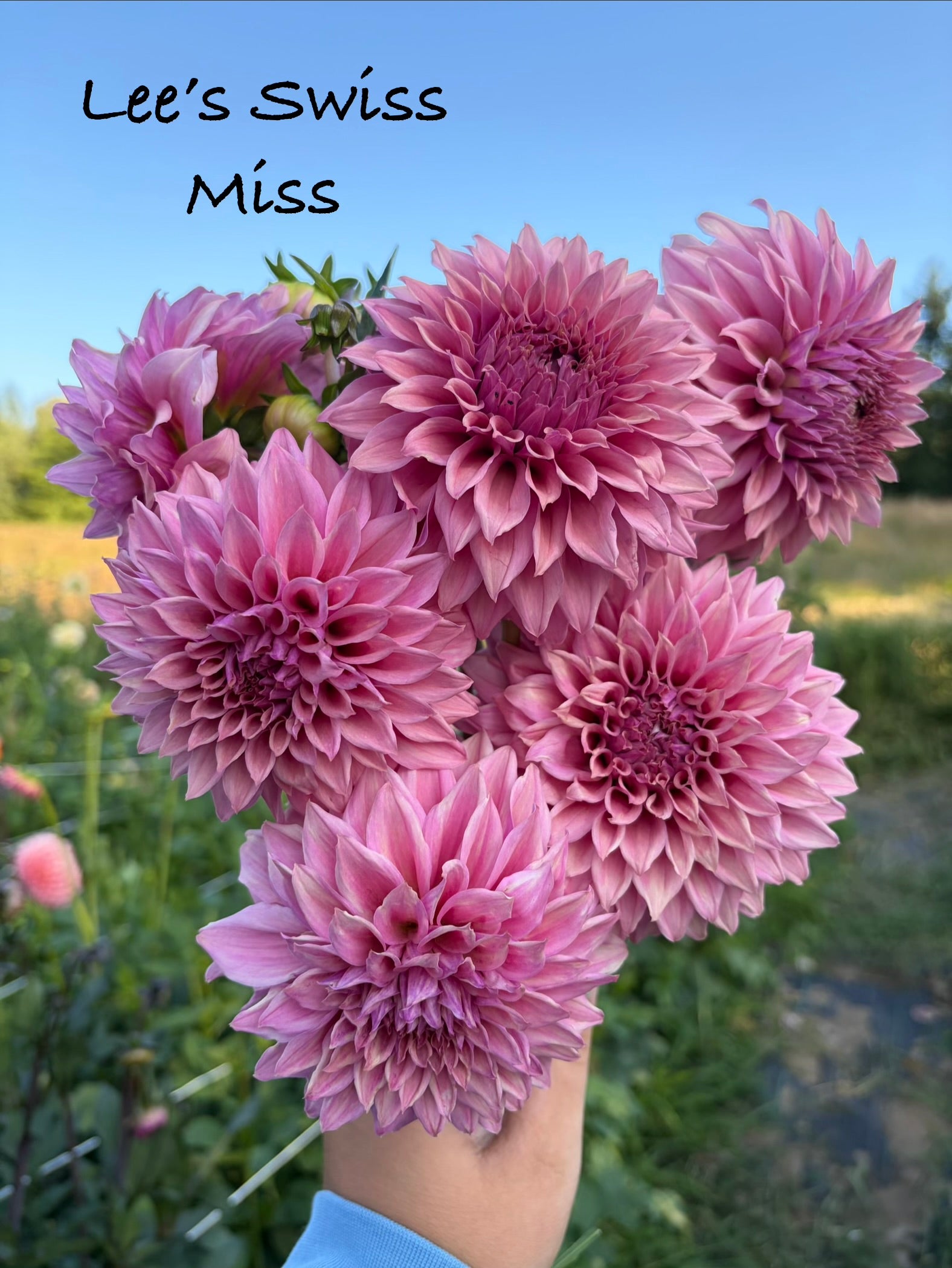 Lee's Swiss Miss