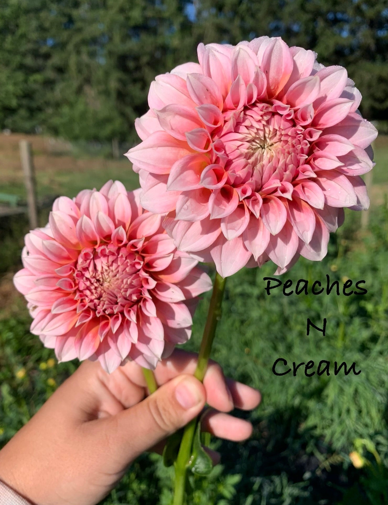 Peaches n Cream