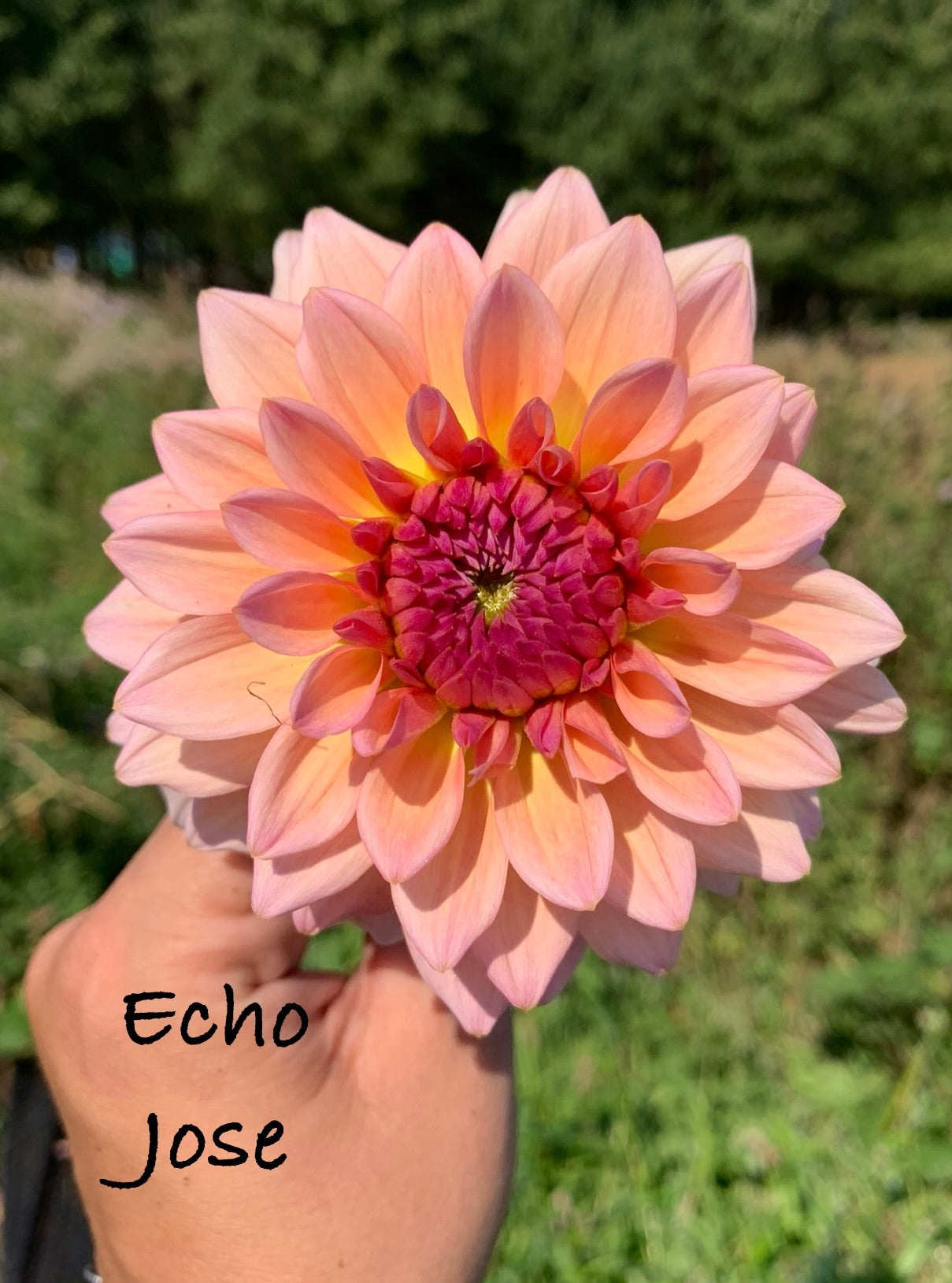 Echo Jose