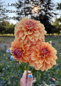 Lee’s Satsuma Sorbet