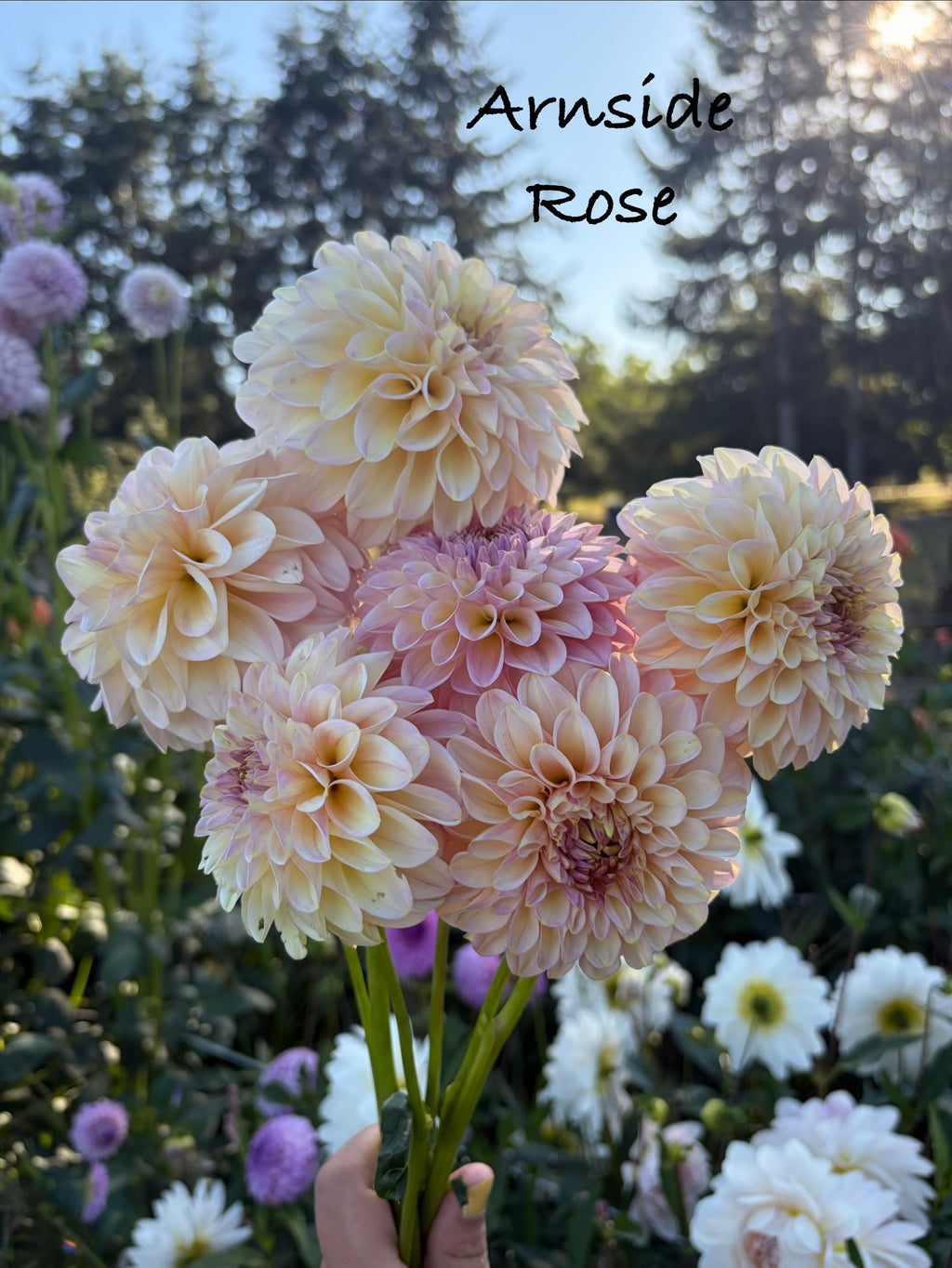 Arnside Rose