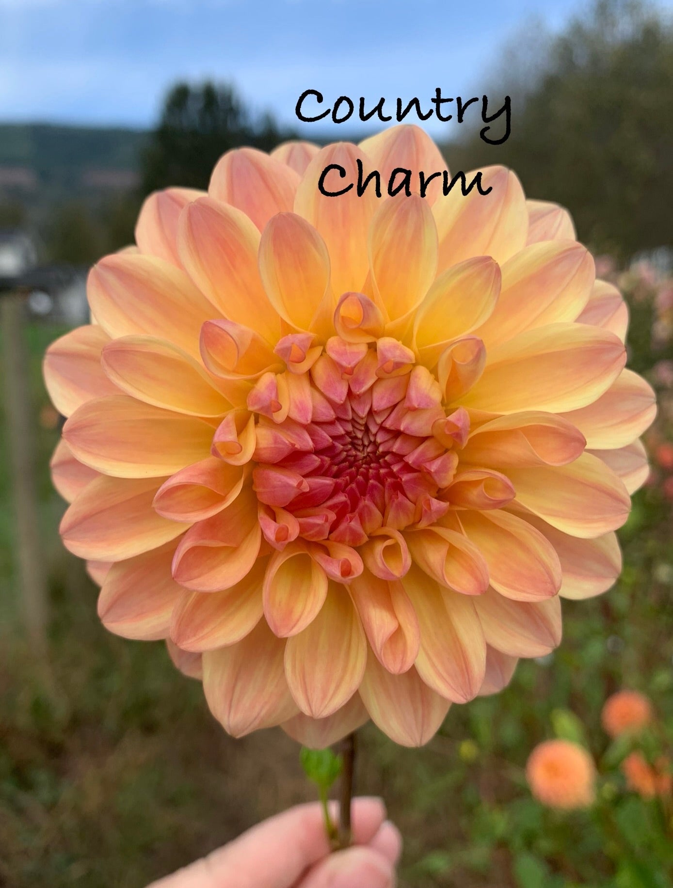 Country Charm