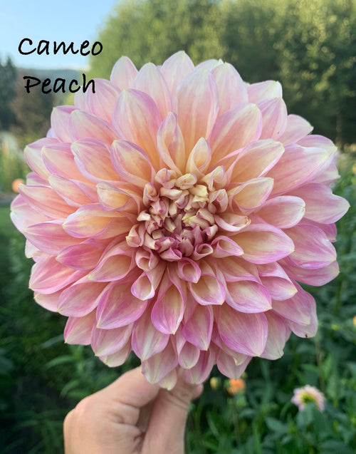 Cameo Peach