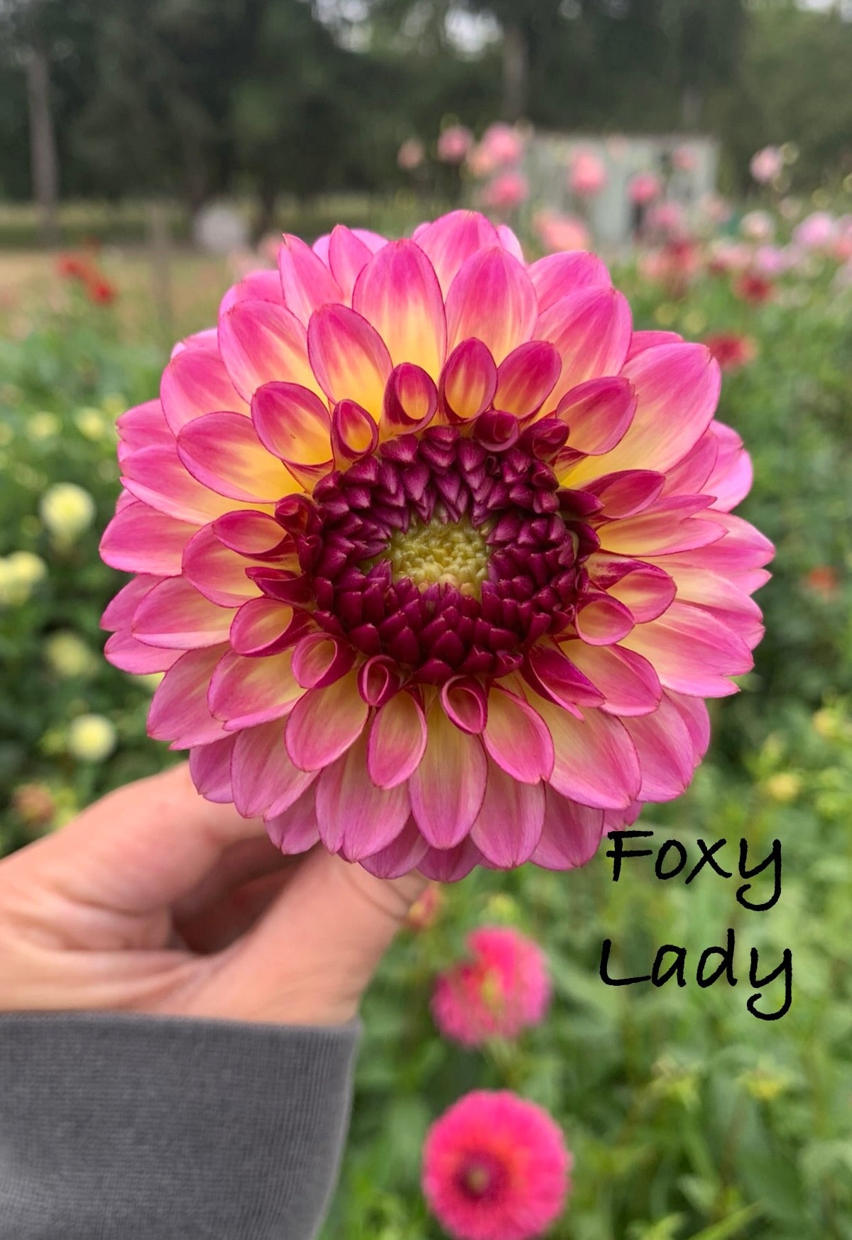 Foxy Lady