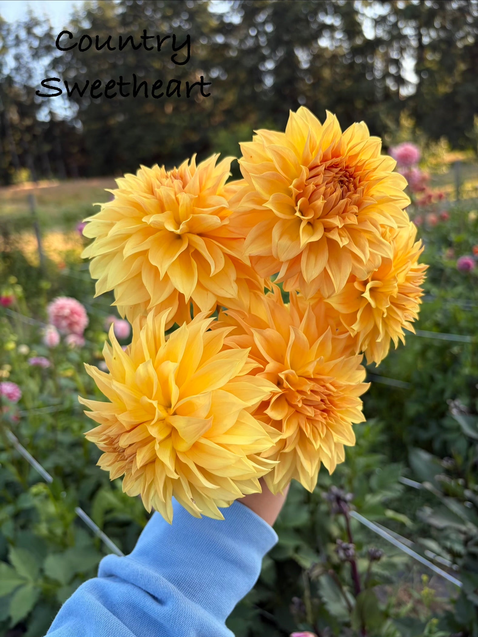 Country Sweetheart