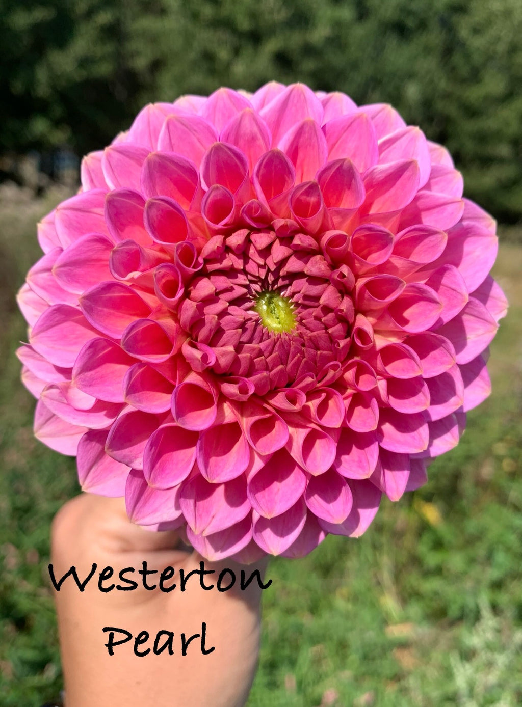 Westerton Pearl