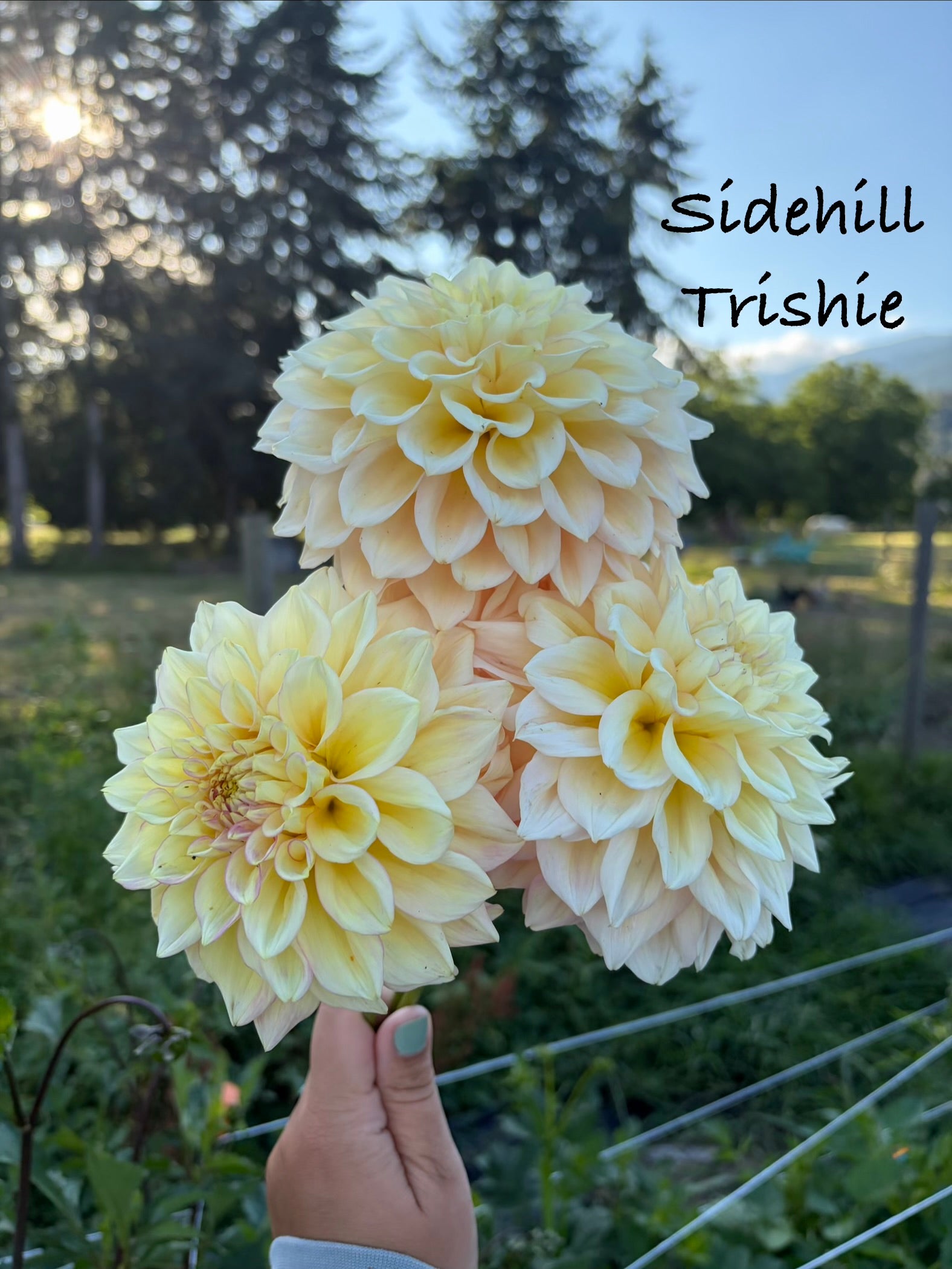 Sidehill Trishie