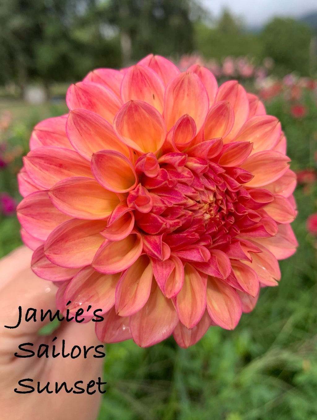 Jamie’s Sailors Sunset