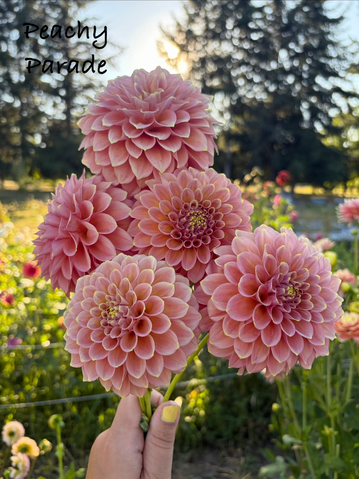 Peachy Parade