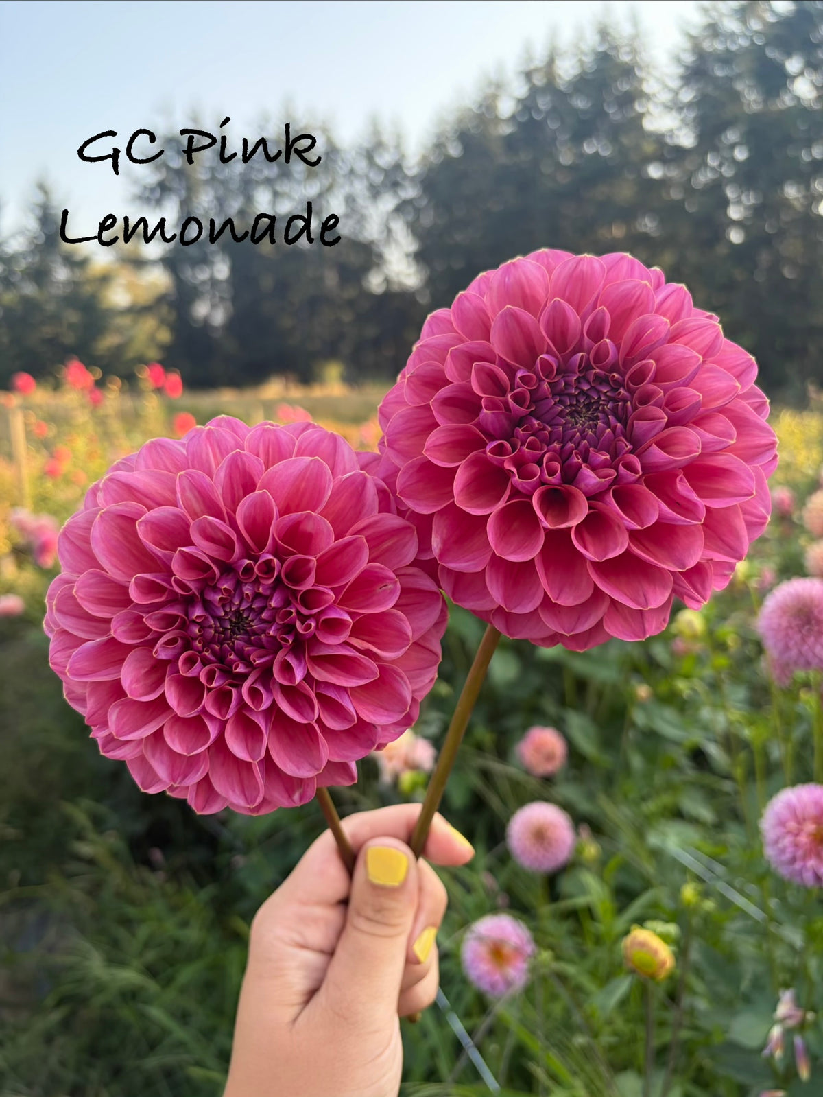 GC Pink Lemonade