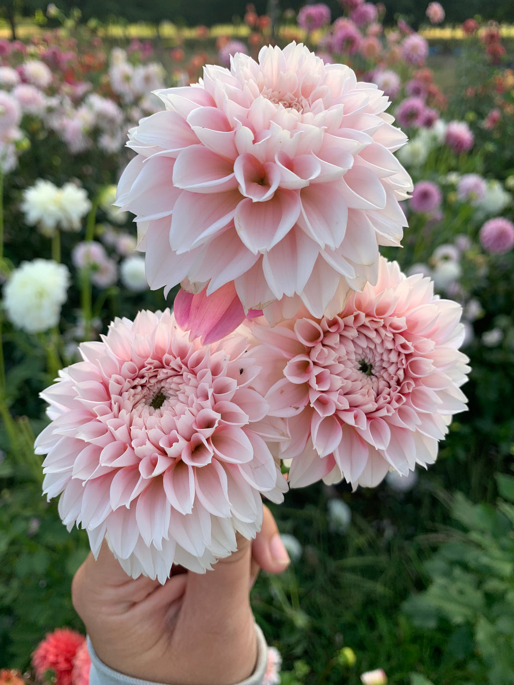 IJ Peachy Pearl