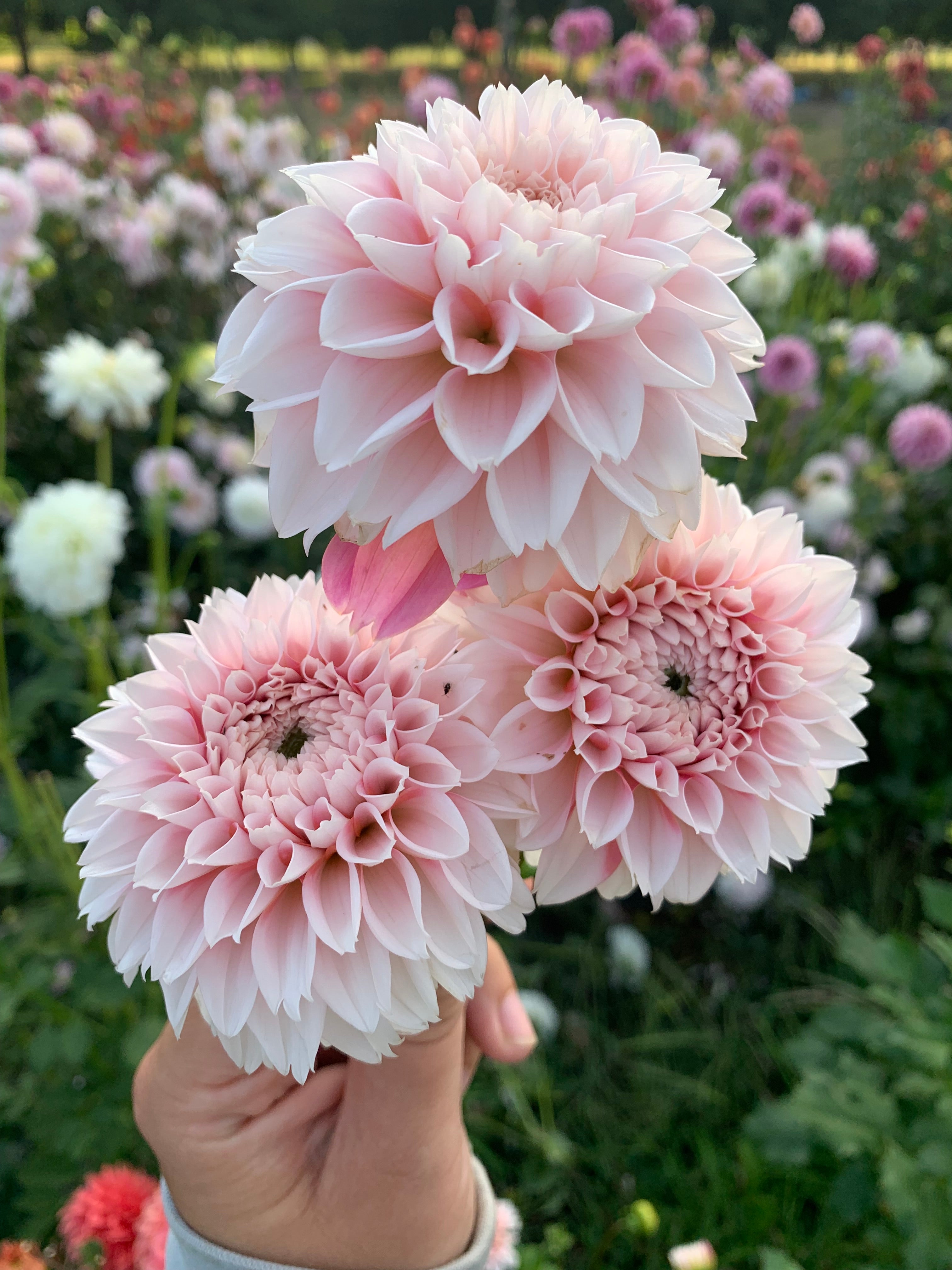 IJ Peachy Pearl