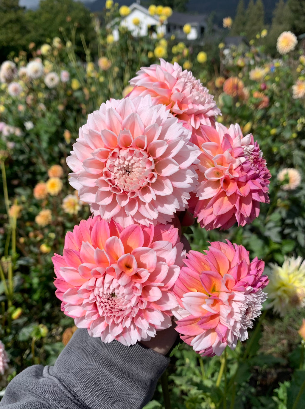 IJ Peachy Pearl