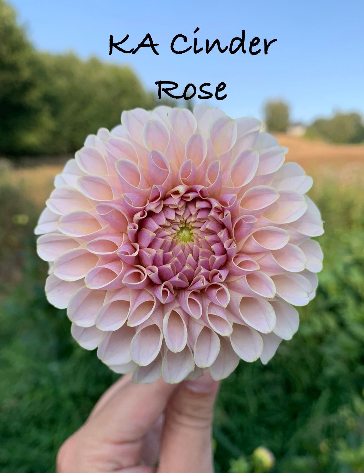 Cinder Rose