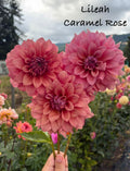 Lileah Caramel Rose : Building Stock 2027