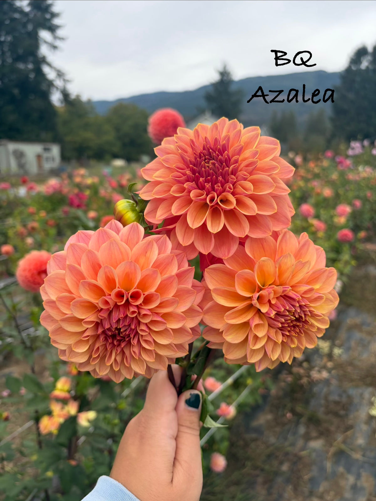 BQ Azalea